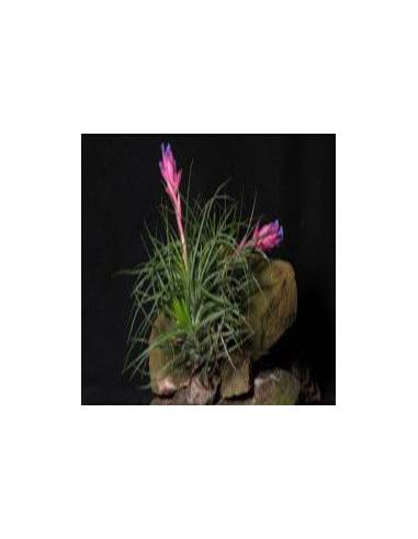 Tillandsia Stricta Amethyst Ecoterrazas