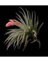 Recurvifolia Tillandsia Ecoterrazas