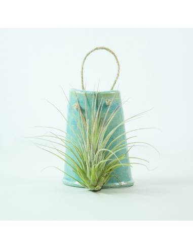 Tile hanging blue Ionantha Rosea