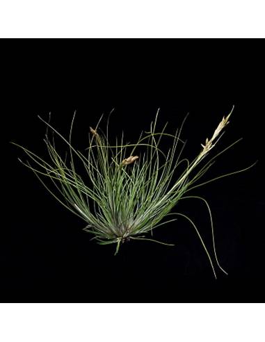 Tillandsia Remota Clump Ecoterrazas