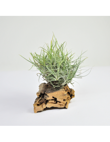 Tillandsia Capillaris Tipo 1 Clump Ecoterrazas