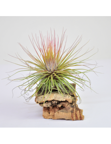 Tillandsia Magnusiana Ecoterrazas