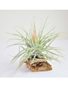 Tillandsia Velickiana (antes Oaxacana) Ecoterrazas