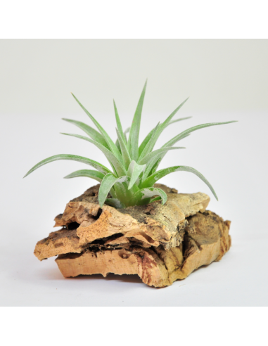 Tillandsia Plagiotropica Ecoterrazas