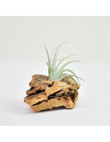 Tillandsia Zecheri Cafayatensis Ecoterrazas