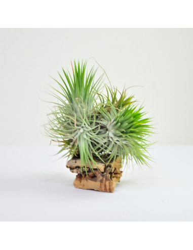 Tillandsia Ionantha XXL Pulk Ecoterrazas