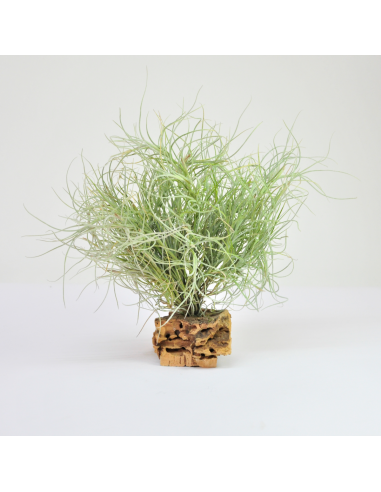 Recurvata pulk Tillandsia Ecoterrazas