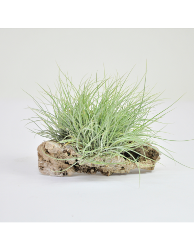 Tillandsia Setacea Pulk Ecoterrazas