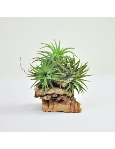 Tillandsia Ionantha Ron Pulk Ecoterrazas