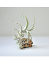 Tillandsia Albida Pulk Ecoterrazas