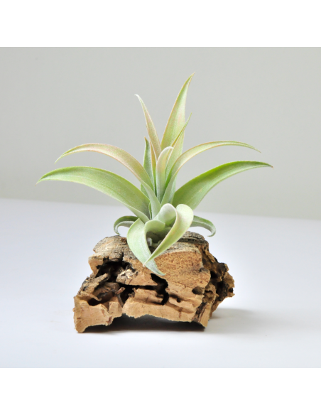 Capitata Peach Tillandsia | Ecoterrazas.com