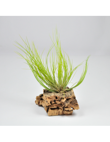 Tillandsia Chaetophylla Pulk Ecoterrazas