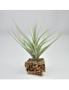 Exselsa Tillandsia Ecoterrazas