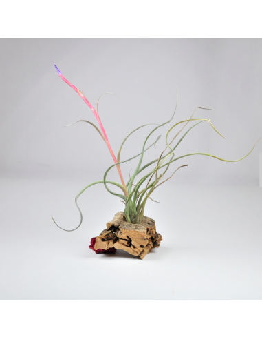 Baileyi Corpus Christi Tillandsia Ecoterrazas