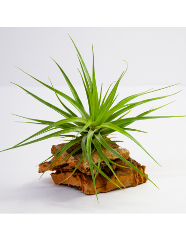 Tillandsia Híbrido Stricta Hart x Tenuifolia Ecoterrazas