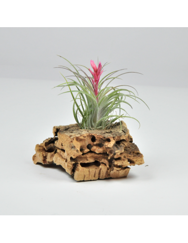 Tillandsia Holm´s Ideal Ecoterrazas