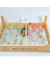 25 Pack Tillandsia Ecoterrazas