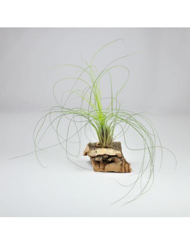 Tillandsia Nolleriana Ecoterrazas