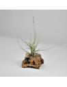 Holm´s Malleginosa Tillandsia Ecoterrazas