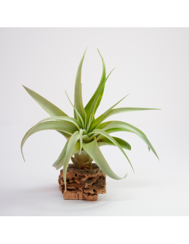 Capitata x Brachycaulos Tillandsia Ecoterrazas