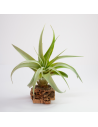 Tillandsia Capitata x Brachycaulos Ecoterrazas