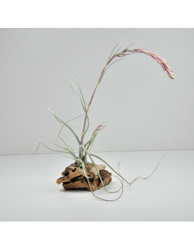 Baileyi Vivipara Tillandsia Ecoterrazas