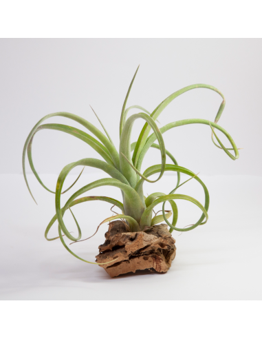 Tillandsia Curly Slim Ecoterrazas