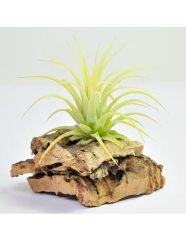 Tillandsia Ionantha Druid Ecoterrazas