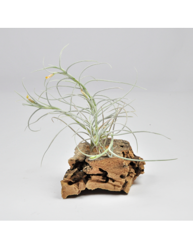 Old Man´s Gold Tillandsia Ecoterrazas