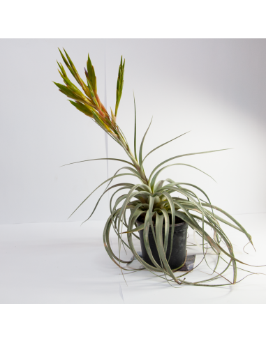 Tillandsia Tomaselli Ecoterrazas