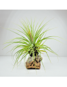 Tillandsia Vicentina Giant Ecoterrazas