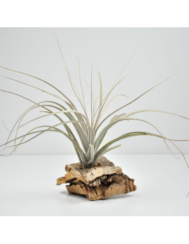 Tillandsia Catimbauensis Ecoterrazas