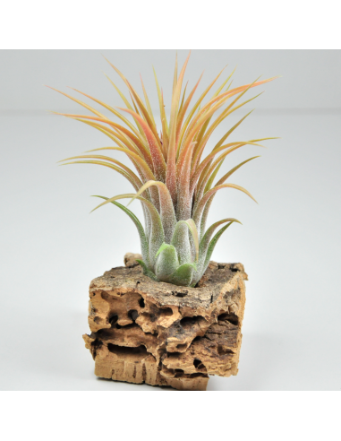 Holm´s Volcano Tillandsia Ecoterrazas