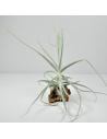 Holm´s Capricorn Tillandsia Ecoterrazas