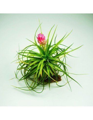 Tillandsia Stricta Hart Ecoterrazas