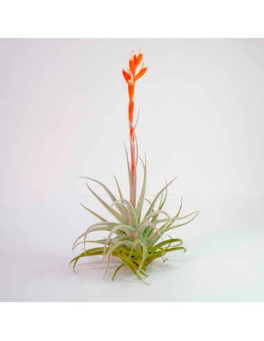 Recurvifolia Subsecundifolia Tillandsia Ecoterrazas