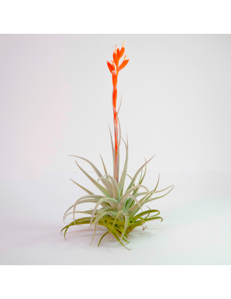 Tillandsia - subsecundifolia