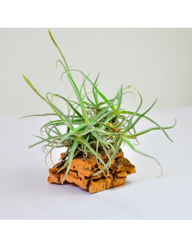 Tillandsia Reichenbachii Clump Ecoterrazas