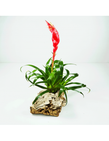 Bromelia Astrid Vriesea Ecoterrazas