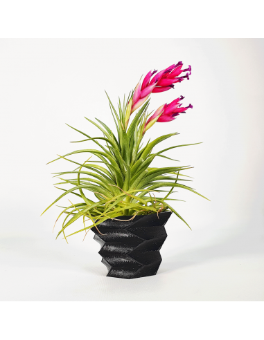 Soporte maceta para Tillandsias 3D efecto cubismo Ecoterrazas