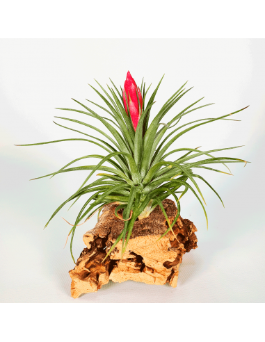 Holm's Stropi Tillandsia Ecoterrazas