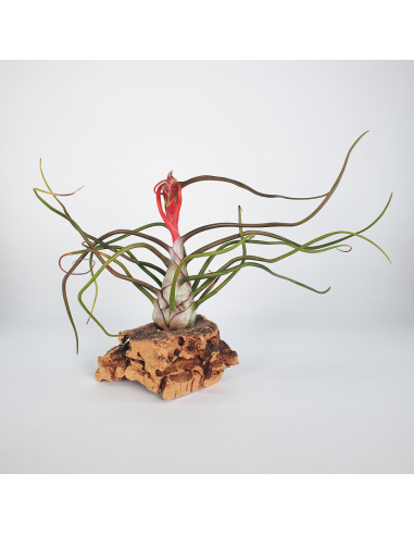 Tillandsia Bulbosa Ecoterrazas