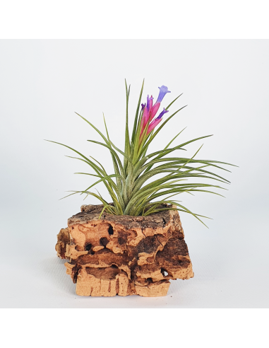 Tillandsia Neglecta x Seideliana Ecoterrazas