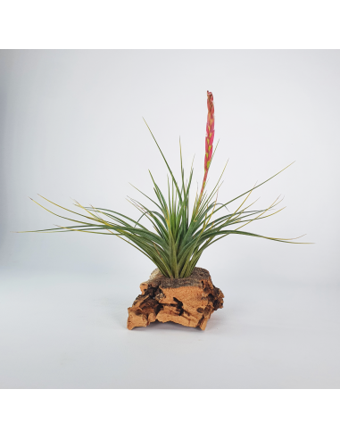 Holm´s Durascens Tillandsia Ecoterrazas