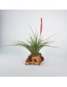 Tillandsia Holm´s Durascens Ecoterrazas