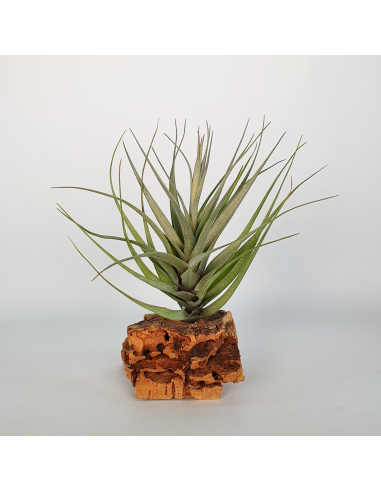 Tillandsia Queroensis Ecoterrazas