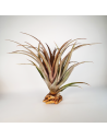 Tillandsia Capitata Red Star Ecoterrazas