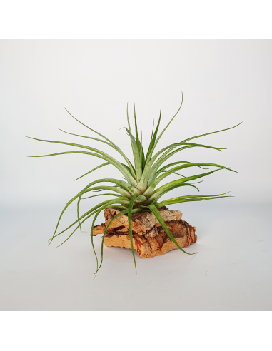 Tillandsia Kegeliana Ecoterrazas