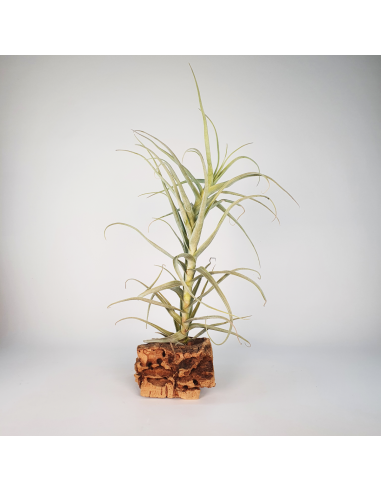 Tillandsia Straminea Apurimac Ecoterrazas