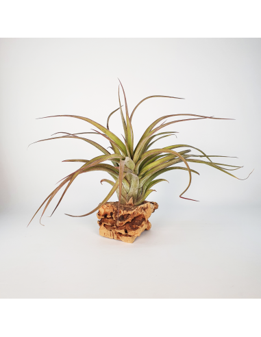 Tillandsia Eric Knobloch Ecoterrazas